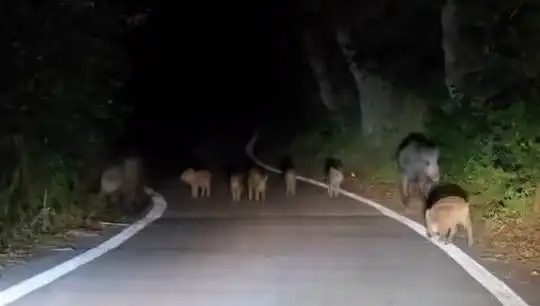 Elazığ'da Domuz Sürüsü Yolda Adeta Şok Etkisi Yarattı!