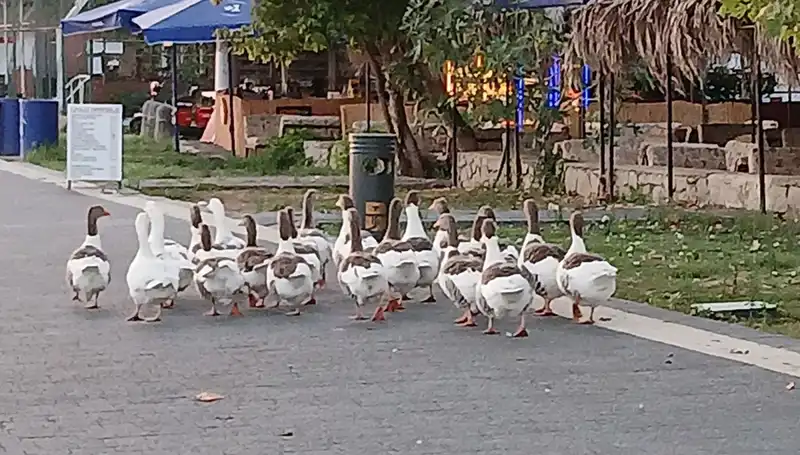 Kazların Denizdeki Talihsiz Yüzüşü: 8’inin Ölümü ve Sırrı