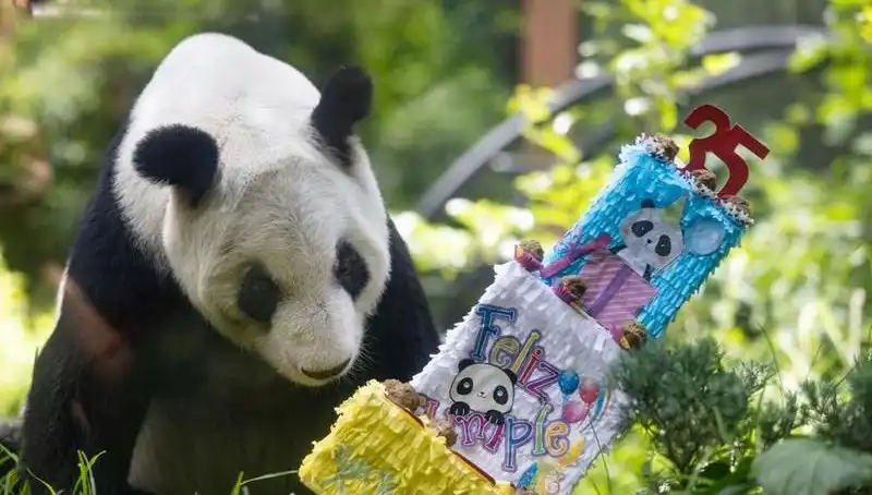 35 Yıldır Hayranlıkla İzlenen Dev Panda Xin Xin, Doğum Günü Kutladı!