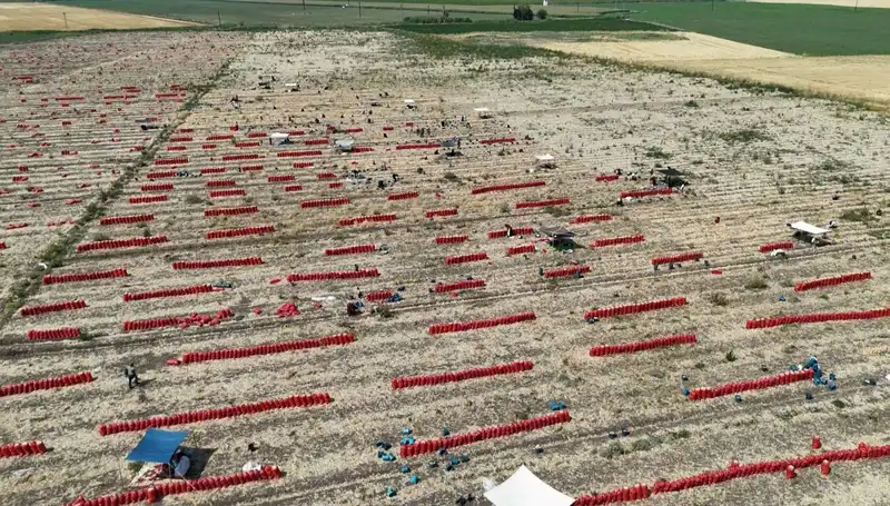 Tarlada Fiyatı 5 TL’ye Düşen Tarım Ürünleri: Sıcak Havada Zorlu Mücadele