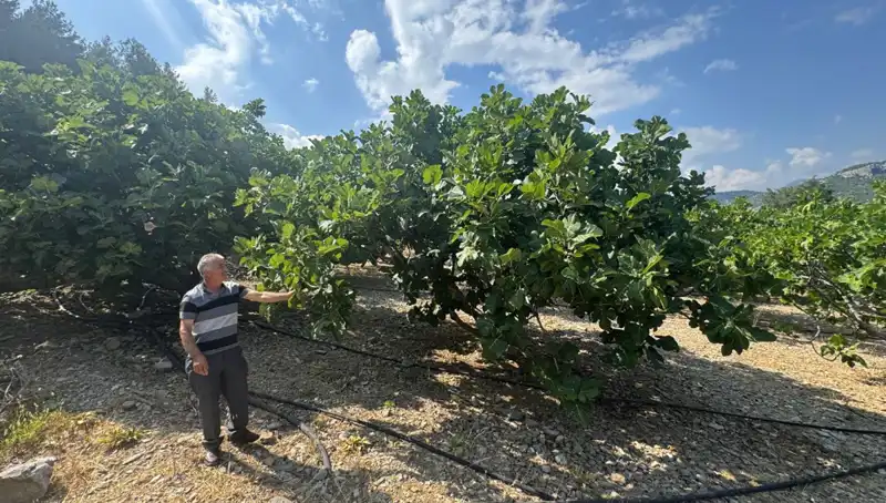 Küresel Isınma Tarımda Krize Yol Açtı: Rekolte Yüzde 50 Azaldı